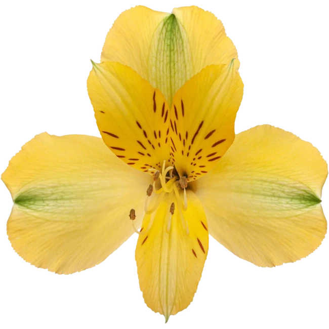 Alstro Yellow Sel SOLE