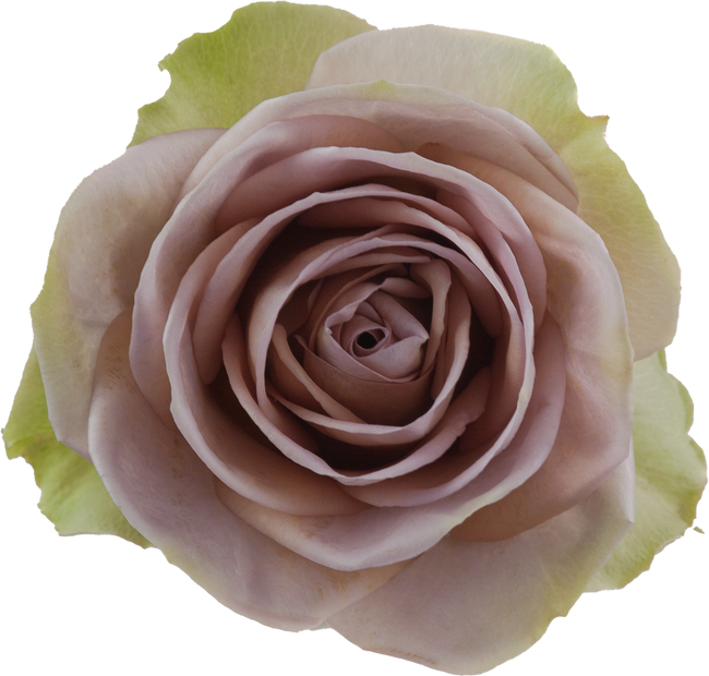 Rose Amnesia 50cm rprima