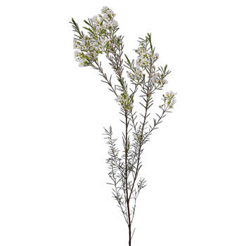 Waxflower Mini White fbi -