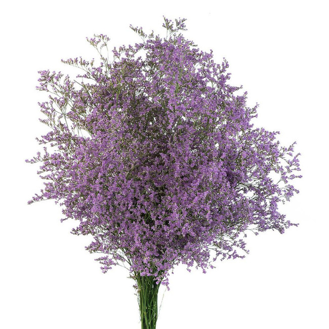 Limonium Misty Blue rio - F LIM MIST RIO