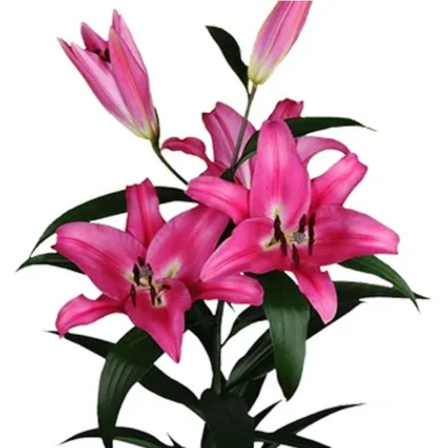 Lily Robina triology