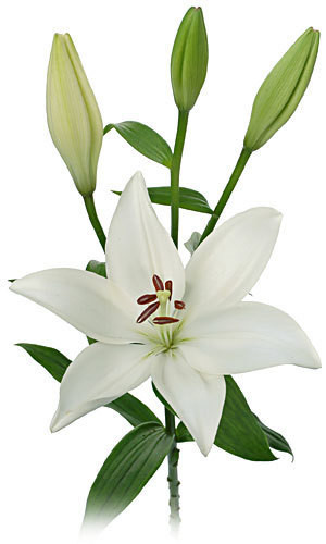 Lily Crystal White cont3-5bl
