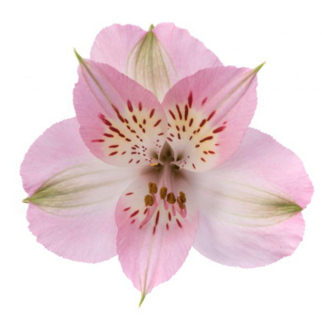 Alstro Pink Sel, Sole