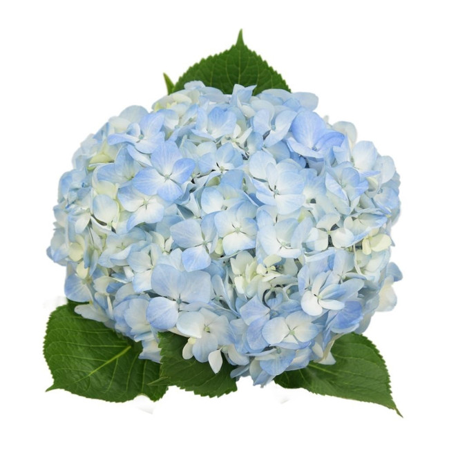 Hydrangea Blue cont(STEM)