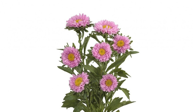 Aster Matsu Pink holex -