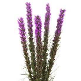 Liatris 80cm trilogy