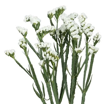 Statice Tissue White holex