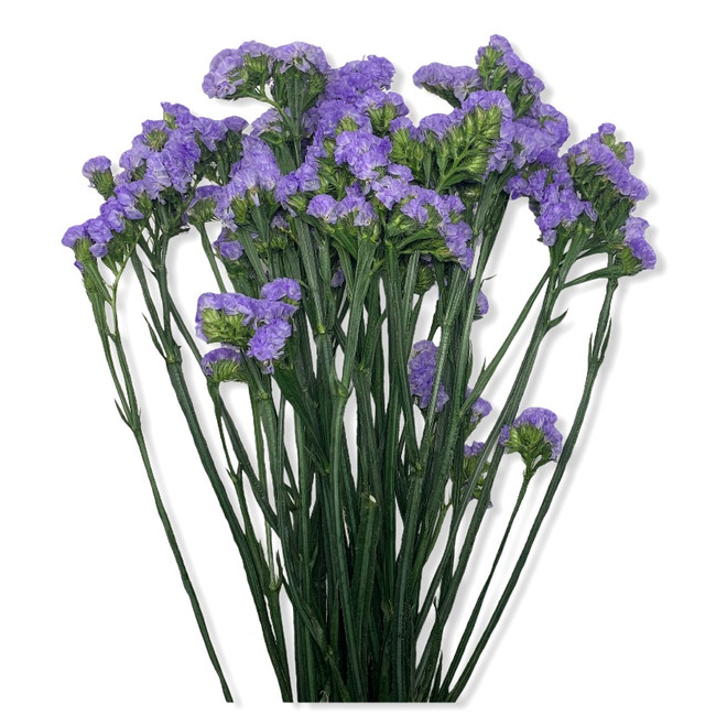 Statice Tissue Lavender holex