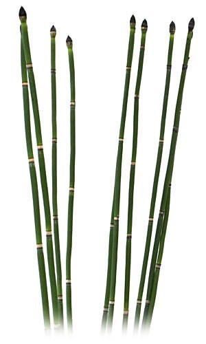 Horsetail bennett
