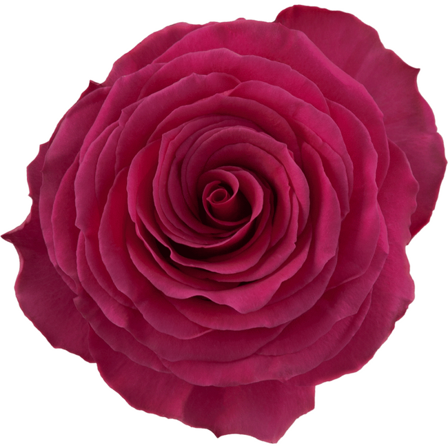 Rose Hotspot 70cm rprima