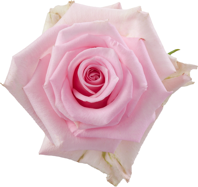 Rose Jessica 50cm sunrite