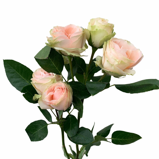 Fresh Cuts - Spray Roses - SWFlorist