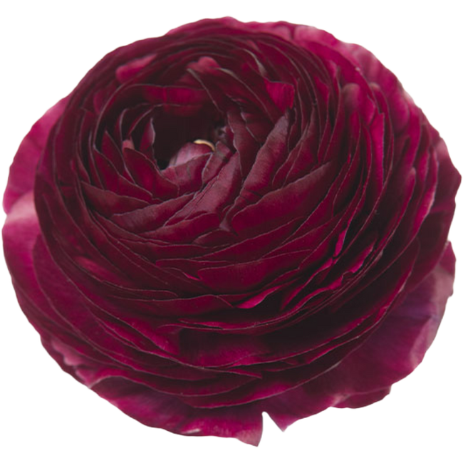 Ranunculus Purple rio supsel