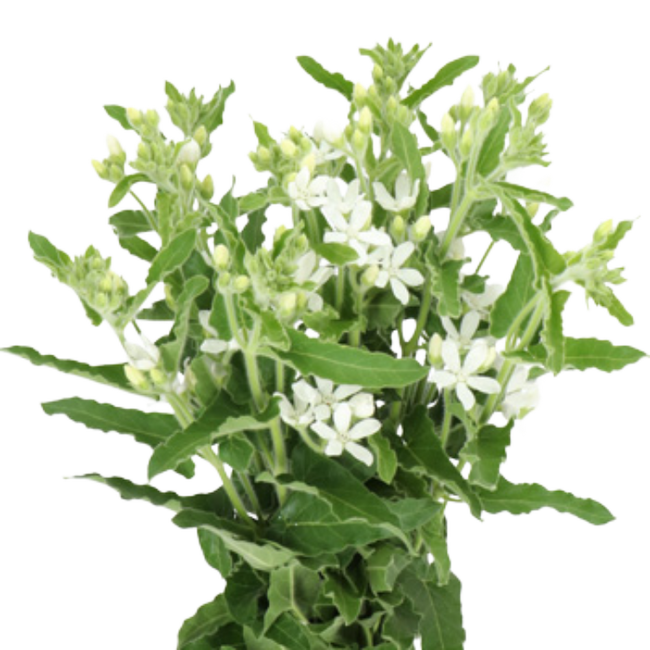 Tweedia White holl