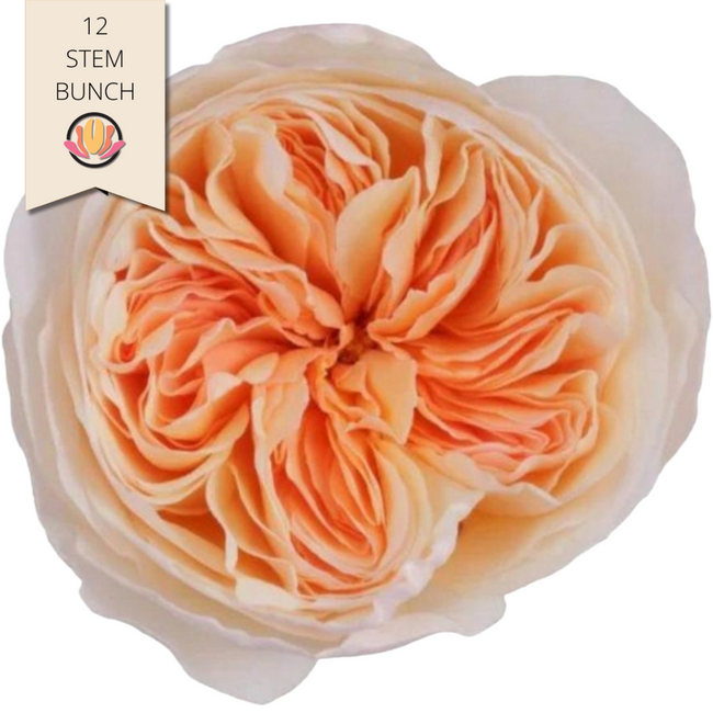 Rose Gdn Juliet fresca(12st)