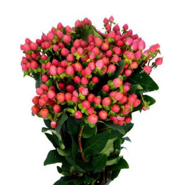Hypericum - Sweet Romance Spray