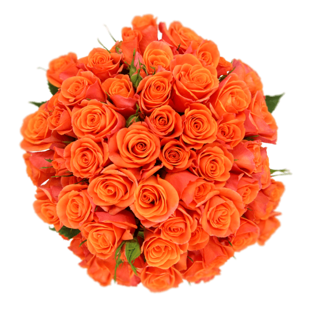 RoseSpray OrgStar sunrite