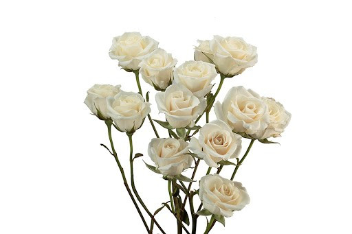 RoseSpray Creme Irishka SUNRIT