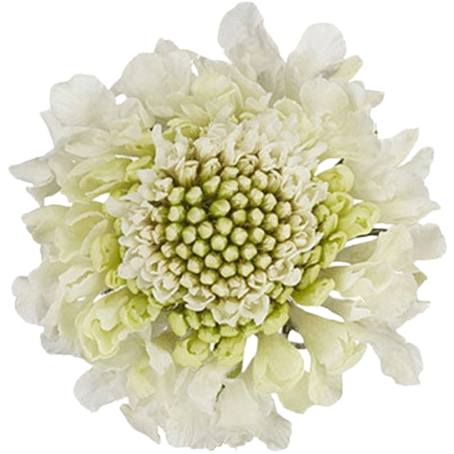 Scabiosa White misty