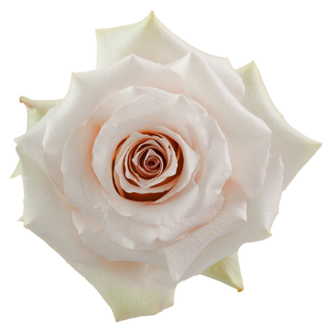 Rose Quicksand 60cm sunrite