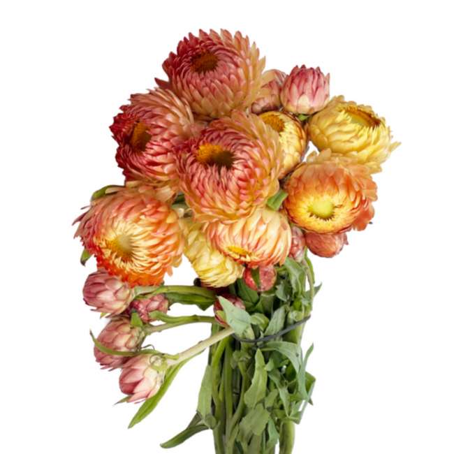 Strawflower Apricot Mix holl