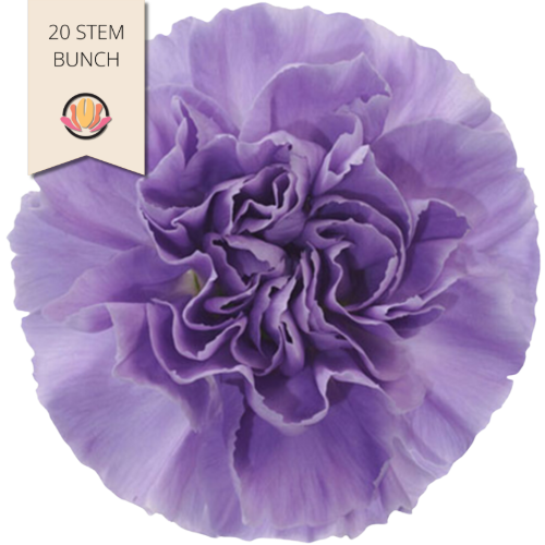 Carn. Sel. Moonaqua holex