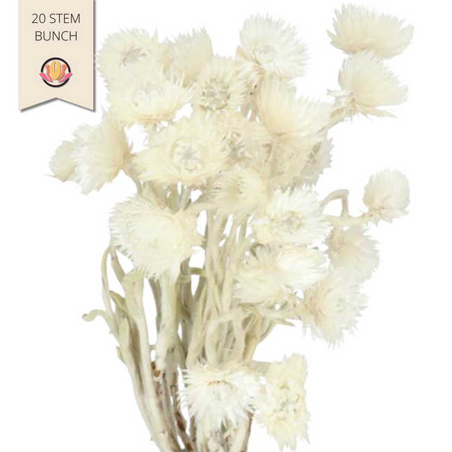 Dried Helichyrsum Bleached holex(20st)