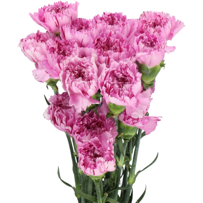 Carn. Sel. Yukari Scuro holex