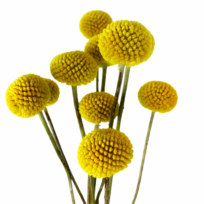 CRASPEDIA Natural 10ct