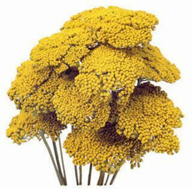 YARROW Yellow 10ct
