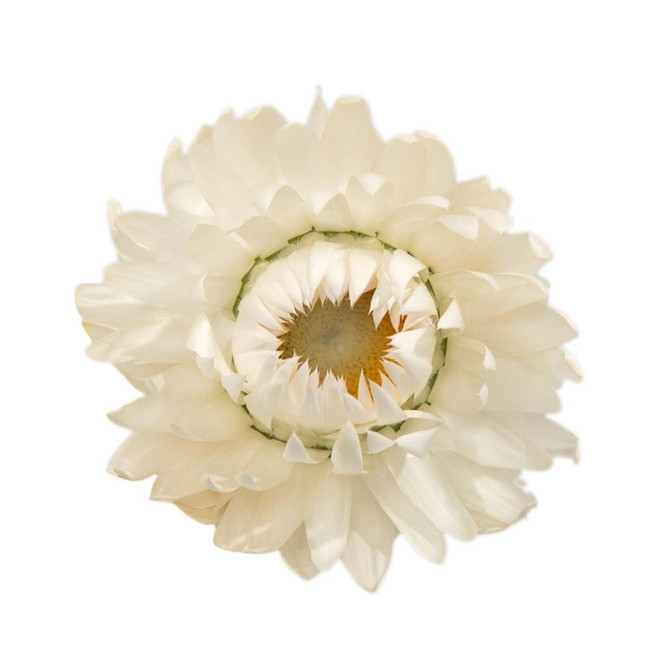StrawFlower White holex