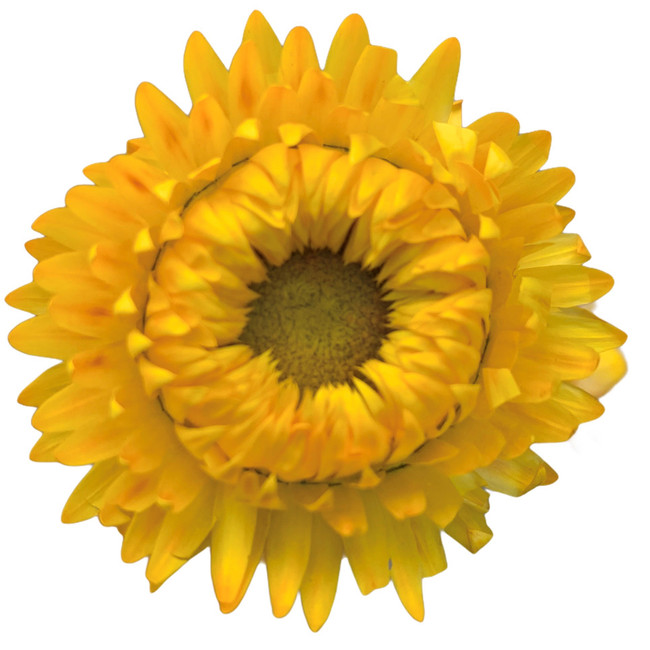 StrawFlower Yellow holex