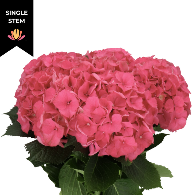 Hydrangea Rodeo Pink holl(STEM)