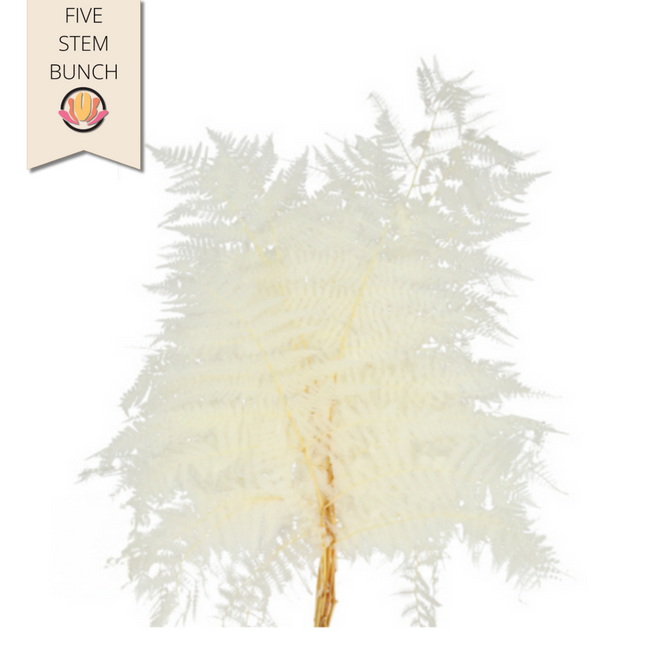 Dried Bracken Fern Bleached holl