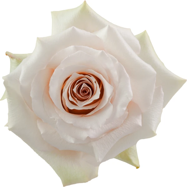 Rose Quicksand 70cm naranjo