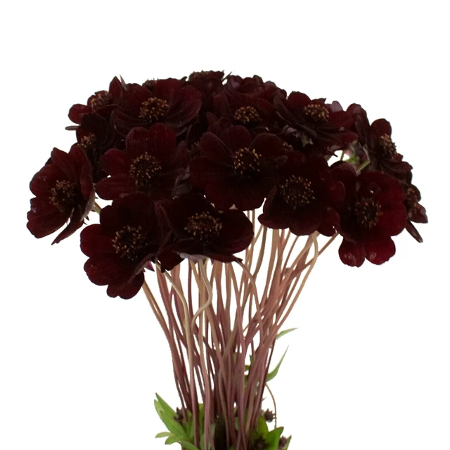 Cosmos BlackBeauty holl