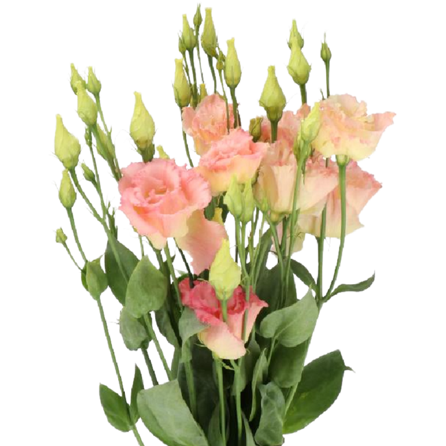 Lisianthus Sabrina Org holl