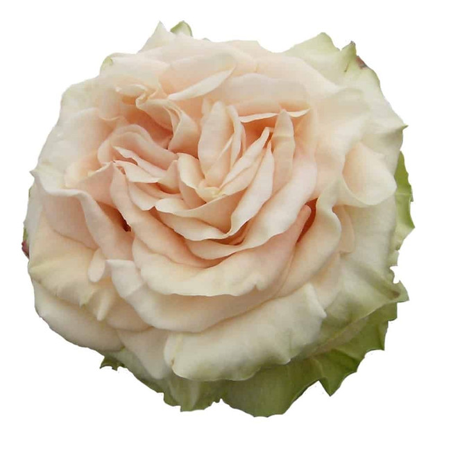 Rose Pearl Finesse 60cm toscan - 