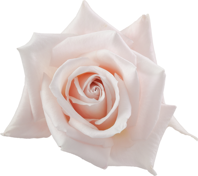 Rose Sweet Esco 60cm sunrite