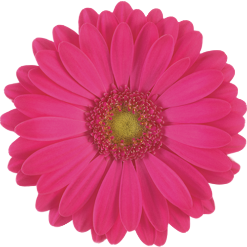 Gerbera Rihanna, RF