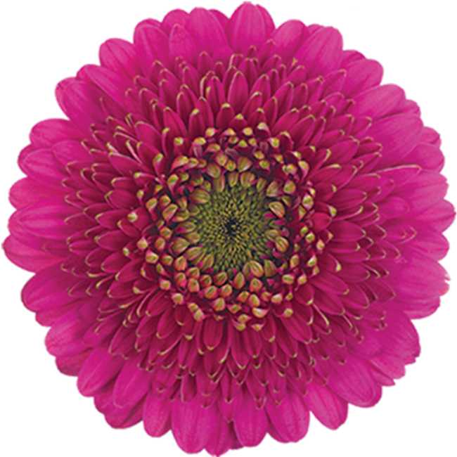 Gerber Pom Pluck can.