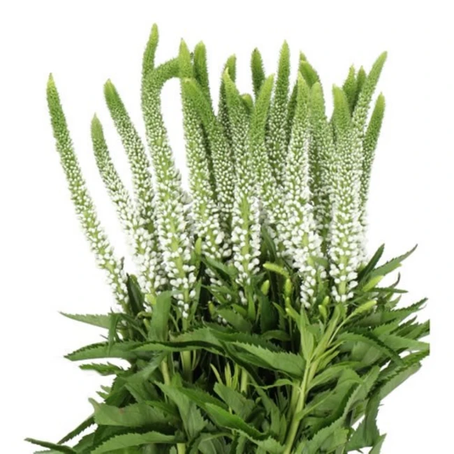 Veronica Smart Luna holl(white)