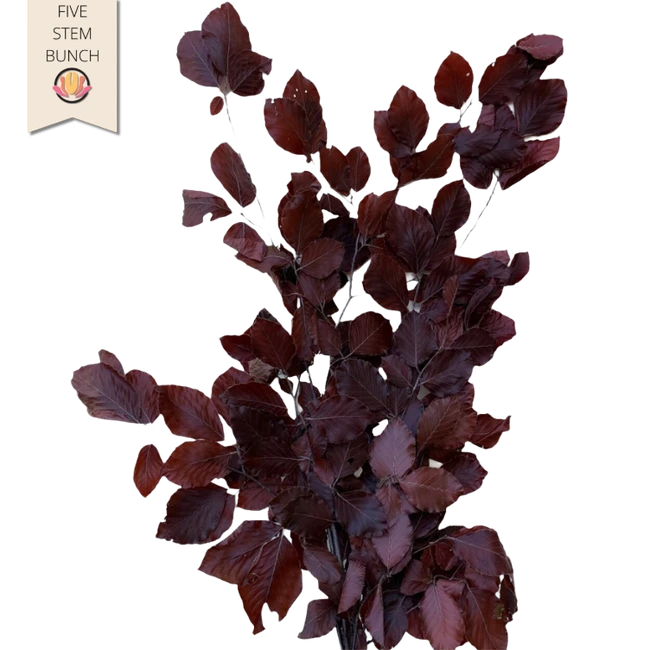 CopperBeach Preserved Burgundy