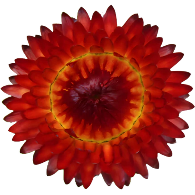 Strawflower Fireball holex