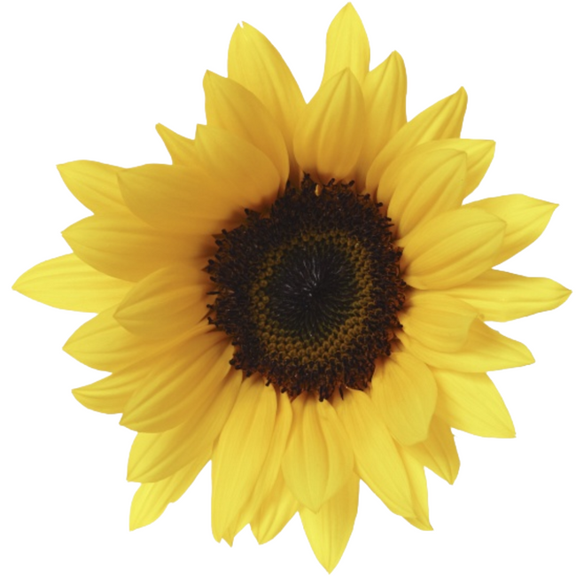 Sunflowers Yellow med rio(10st