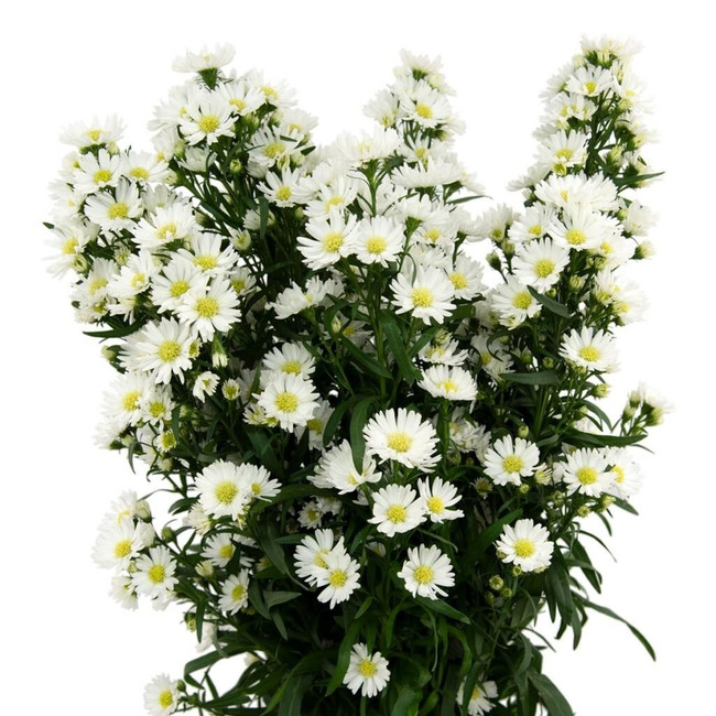 Casino White valleflor