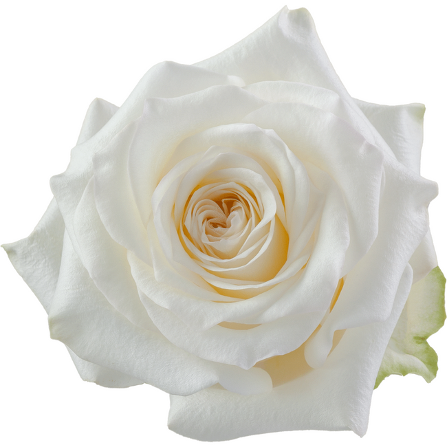 Rose Candlelight 50cm naranjo