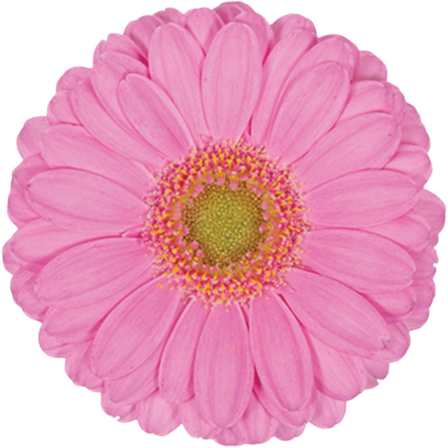 Germini Love Me can.