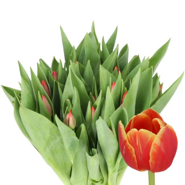 Tulip Yellow Red Parrot holl
