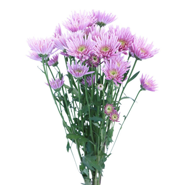 Pom Nov. Ivanovo sole lav